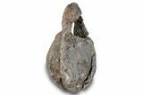 Fossil Dinosaur Vertebra - Two Medicine Formation #265592-1